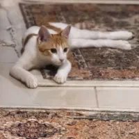 واگذاری رایگان گربه زیبا فلفل خانوم