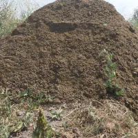 کود حیوانی گوسفندی و گاوی|خدمات باغبانی و درختکاری|اهر, |دیوار