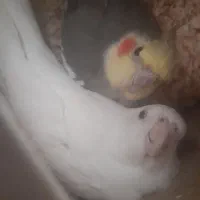 عروس هلندی  بشرطی مولد