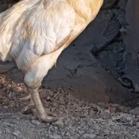 خروس لاری جوان