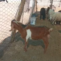 بزغاله نر چپیش