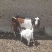 بز با بزغاله