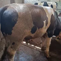گاو گوساله سیمینتال پرواری سوپر چاق چاق