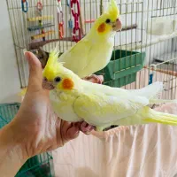 عروس هلندی ۲ماهه لوتینو