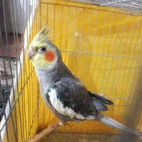 ع ر و س هلندی نر