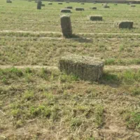 بیده یونجه پرسی