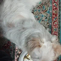 واگذار سگ نژاد شیتزو تریل|سگ|تالش, هشتپر|دیوار