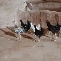 جوجه مرغ
