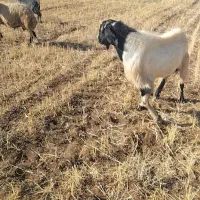 نر بز|حیوانات مزرعه|سارال, |دیوار