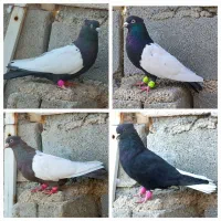 رنگی پرشی هفتکل