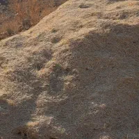 کاه|خدمات باغبانی و درختکاری|فیروز, |دیوار