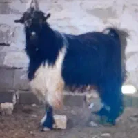 فروش بزغاله