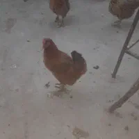 فروش مرغ تخم گذار وخروس وجوجه ۴۰روزه