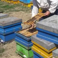 عسل طبیعی و دارویی