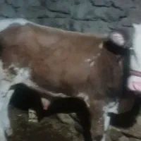 گوساله نر سمینطال|حیوانات مزرعه|سروآباد, |دیوار