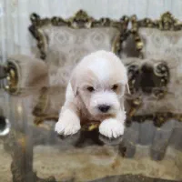 فروش سگ شیتزو تریر|سگ|آستارا, |دیوار