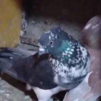 نروماده پرشی ویک عددماده|پرنده|قم, سید معصوم|دیوار