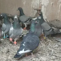 فروش پرنده