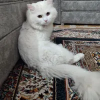 گربه
