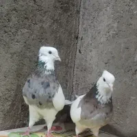 طوقی جفت