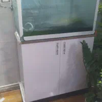 آکواریوم و لجن خوار