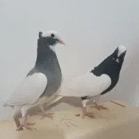 زیر خاکی   طوق سبز و سیاه بینظیر|پرنده|صدرا-فارس, فاز ۱|دیوار