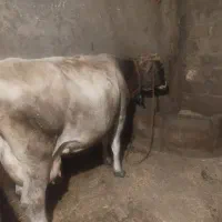 گاو شیری آبستن