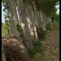 خریدفروش چوب