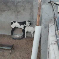 فروش نری پاکستانی جوان سالم وسرحال (مست)