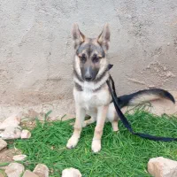 سگ ماده