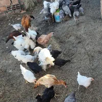 نیمچه مرغ و خروس طوس و مرندی و گلین و برهما