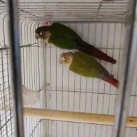 گرینچیک مولد