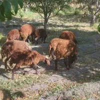 بره نر ماده