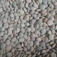 فروش عدس