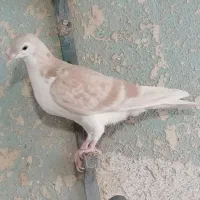 دو عدد جوجه