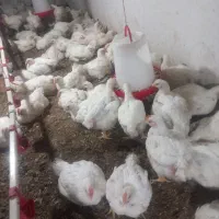 مرغ گوشتی