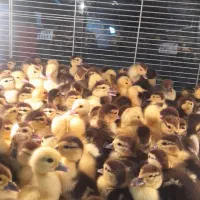 ۱۰۰ عدد اردک اسرائیلی موجوده