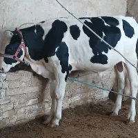 گوساله نر