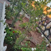 باغچه شسته رفته سنددار دارای آب و نگهبانی معاوضه|فروش زمین و ملک کلنگی|شهریار, اصیل آباد|دیوار