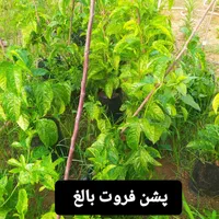 نهال پشن فروت ارغوانی|خدمات باغبانی و درختکاری|لاهیجان, آهندان|دیوار