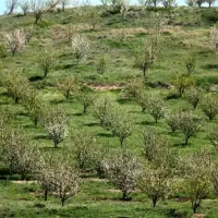 زمین-باغ-واقع-در-قزوین