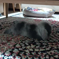 بچه خرگوش لپ ترکیش|موش و خرگوش|قزوین, |دیوار