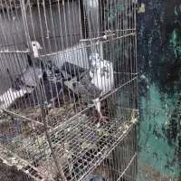 فروش کبوتر نر بزک