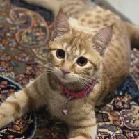 واگذاری رایگان