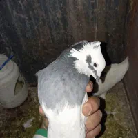 جفت طوقی شازده ای|پرنده|شیراز, جوادیه|دیوار