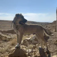 سگ سرابی ماده