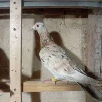 کبوتر|پرنده|ضیاء آباد, |دیوار