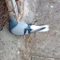 دم سفید|پرنده|هشترود, |دیوار