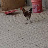 خروس گلین