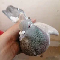 پیدا شده است